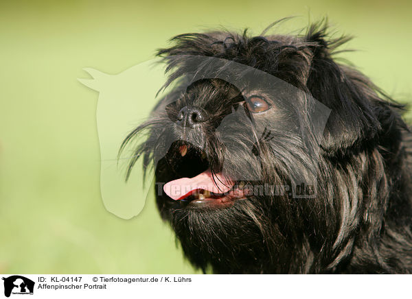 Affenpinscher Portrait / KL-04147