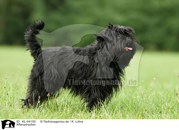 Affenpinscher / KL-04150