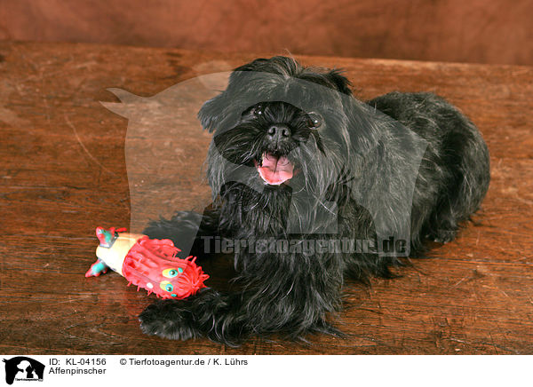 Affenpinscher / KL-04156