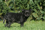 stehender Affenpinscher