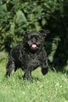 rennender Affenpinscher