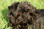 Affenpinscher Portrait