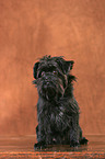 Affenpinscher