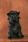 Affenpinscher