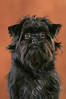 Affenpinscher Portrait