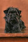 Affenpinscher