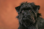 Affenpinscher Portrait