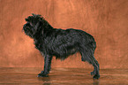 Affenpinscher