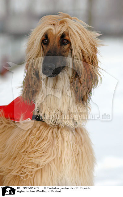 Aghanischer Windhund Portrait / SST-01262