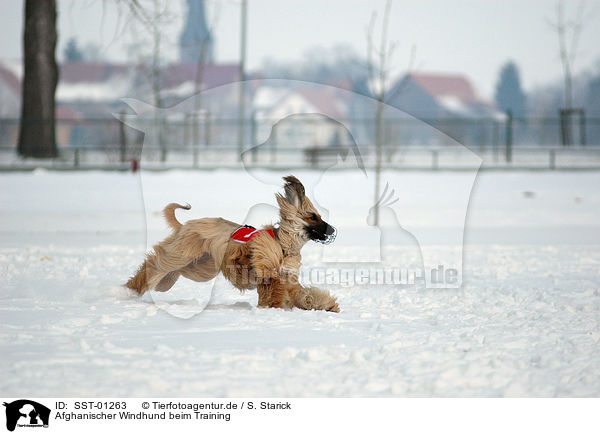 Afghanischer Windhund beim Training / SST-01263