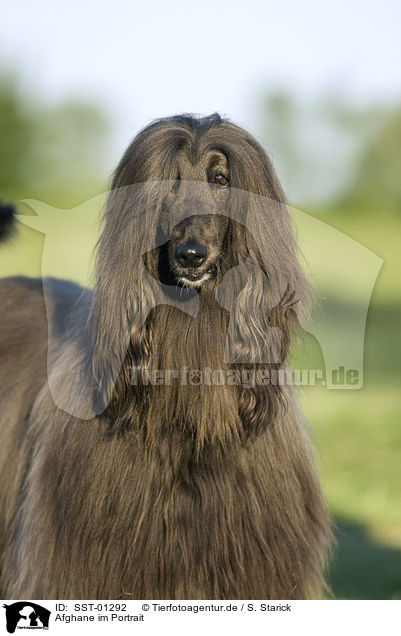 Afghane im Portrait / SST-01292