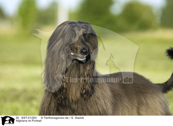 Afghane im Portrait / SST-01293