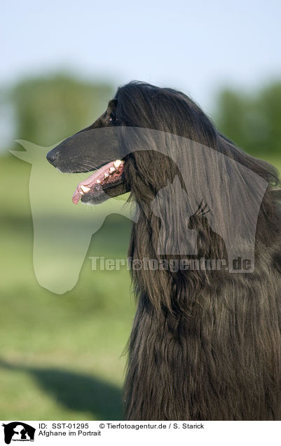 Afghane im Portrait / afghan portrait / SST-01295