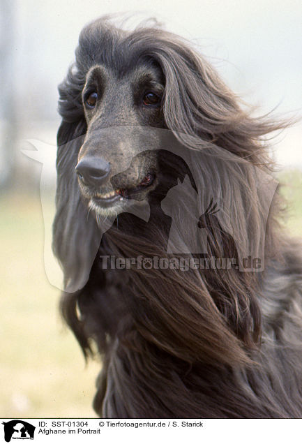 Afghane im Portrait / afghan portrait / SST-01304