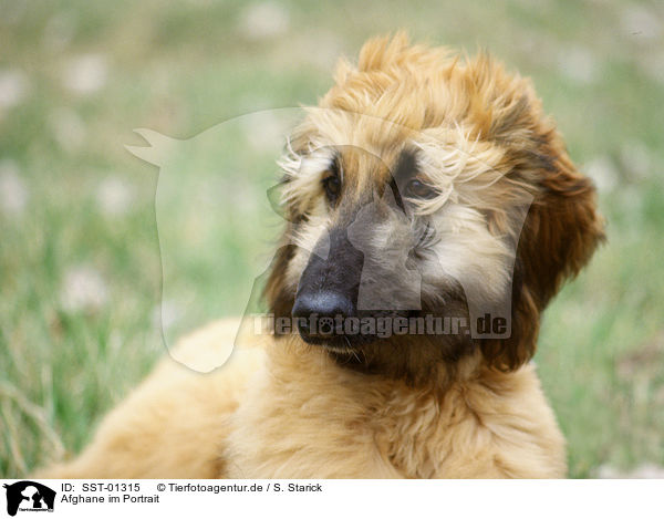 Afghane im Portrait / SST-01315