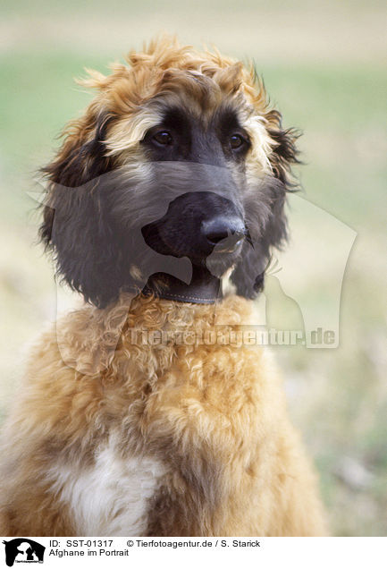 Afghane im Portrait / afghan portrait / SST-01317