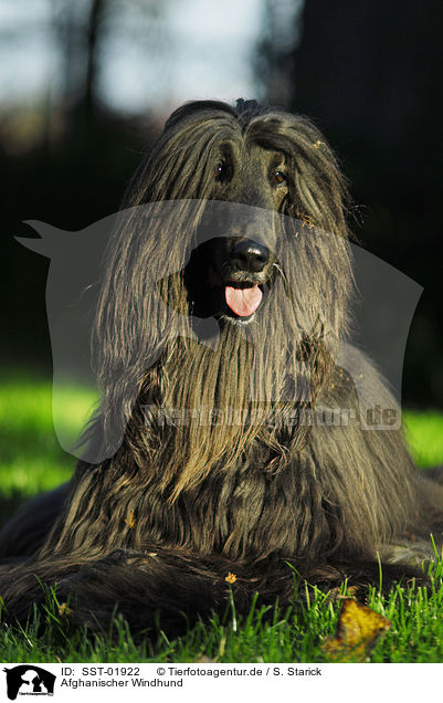 Afghanischer Windhund / SST-01922