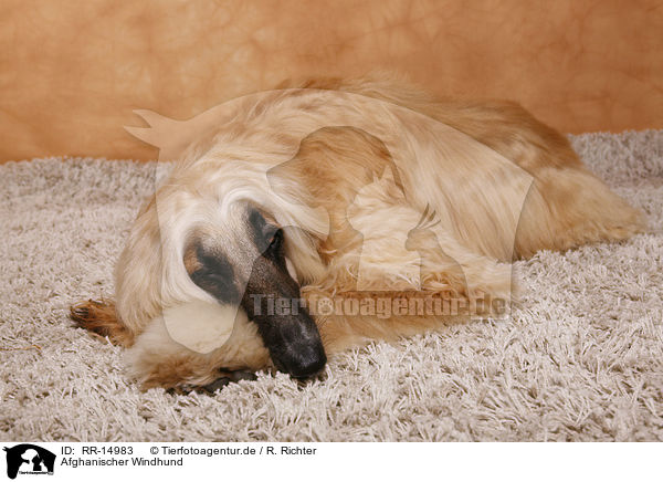 Afghanischer Windhund / Afghan Hound / RR-14983