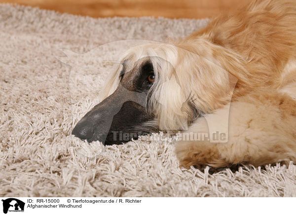 Afghanischer Windhund / Afghan Hound / RR-15000