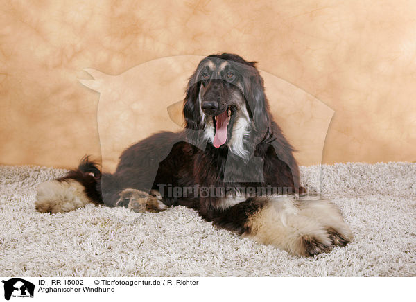 Afghanischer Windhund / Afghan Hound / RR-15002