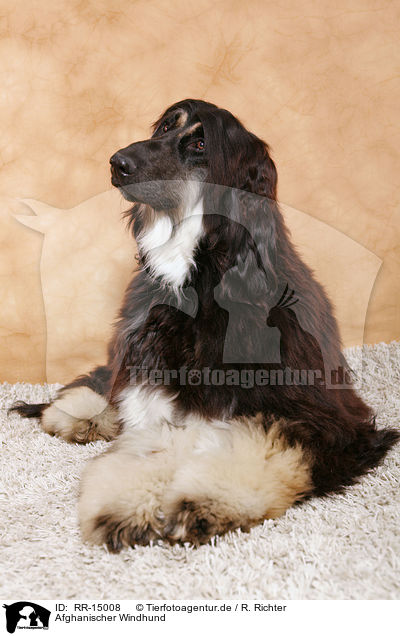 Afghanischer Windhund / RR-15008