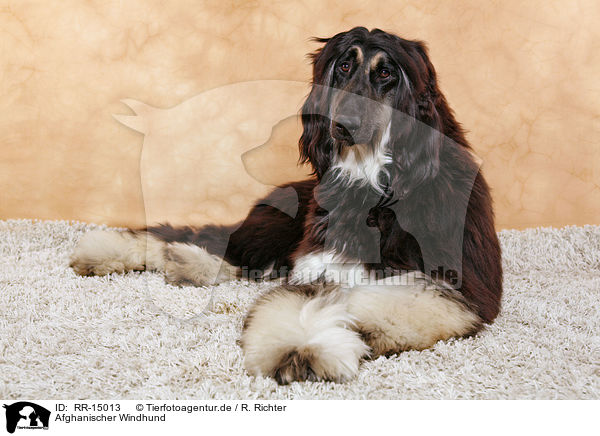 Afghanischer Windhund / Afghan Hound / RR-15013
