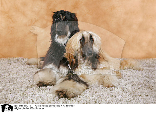 Afghanische Windhunde / Afghan Hounds / RR-15017