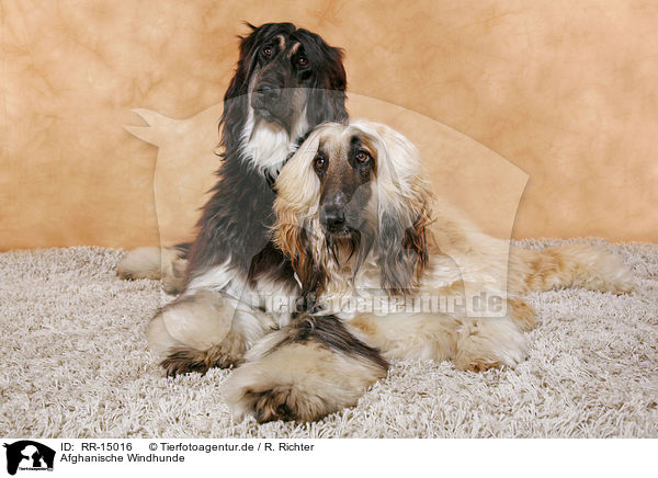 Afghanische Windhunde / RR-15016