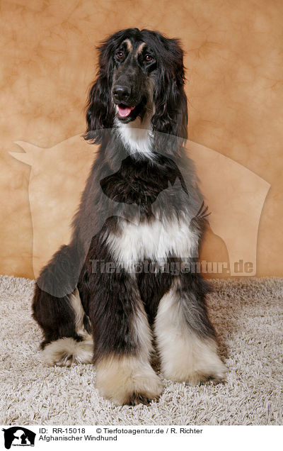 Afghanischer Windhund / RR-15018