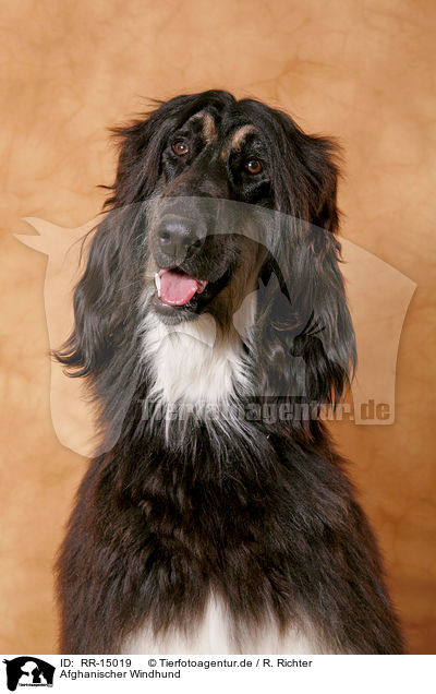 Afghanischer Windhund / RR-15019