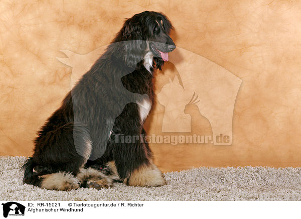 Afghanischer Windhund / RR-15021