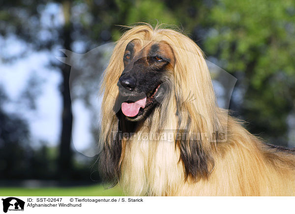 Afghanischer Windhund / Afghan Hound / SST-02647