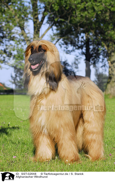 Afghanischer Windhund / Afghan Hound / SST-02648