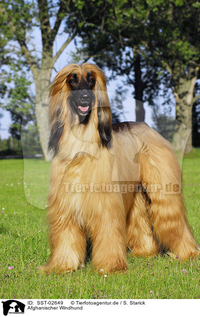 Afghanischer Windhund / Afghan Hound / SST-02649