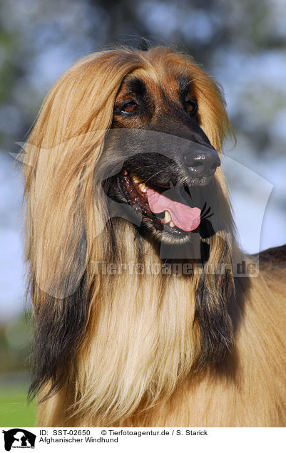 Afghanischer Windhund / SST-02650