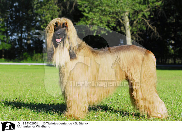 Afghanischer Windhund / Afghan Hound / SST-02651