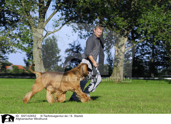 Afghanischer Windhund / Afghan Hound / SST-02652