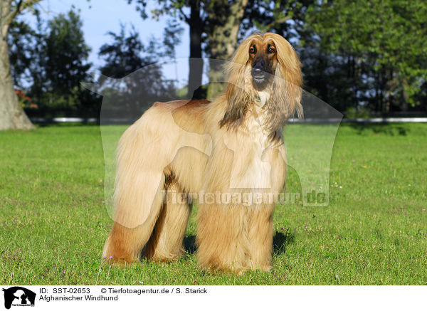 Afghanischer Windhund / Afghan Hound / SST-02653