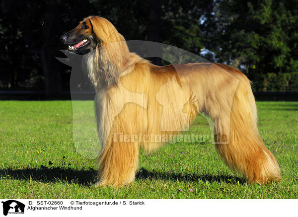 Afghanischer Windhund / Afghan Hound / SST-02660