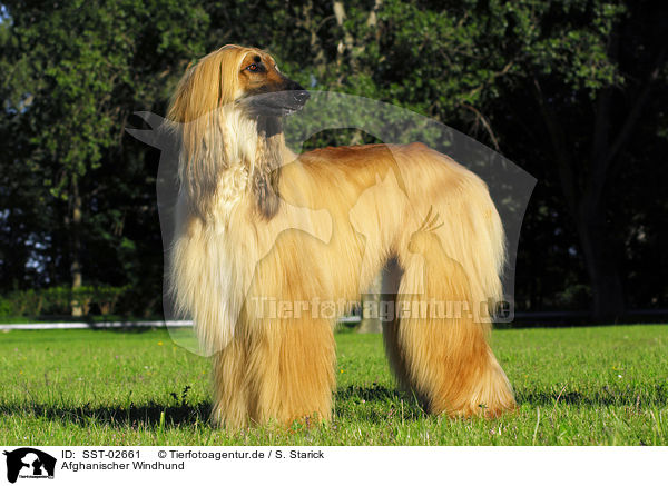 Afghanischer Windhund / SST-02661