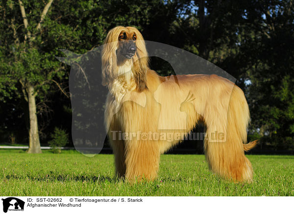 Afghanischer Windhund / Afghan Hound / SST-02662