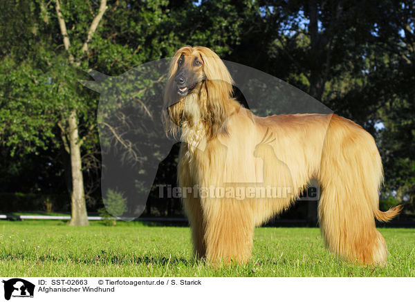 Afghanischer Windhund / Afghan Hound / SST-02663