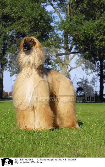 Afghanischer Windhund / Afghan Hound / SST-02664