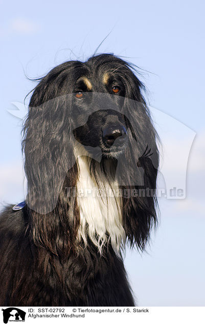 Afghanischer Windhund / SST-02792