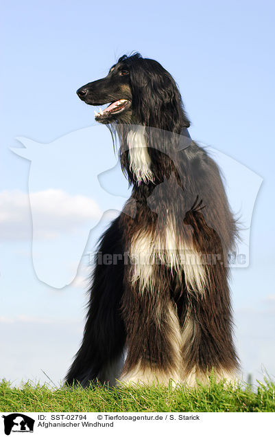 Afghanischer Windhund / Afghan hound / SST-02794