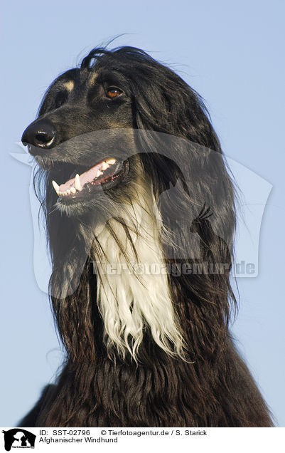 Afghanischer Windhund / Afghan hound / SST-02796