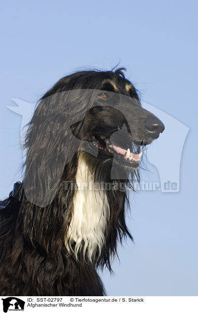 Afghanischer Windhund / Afghan hound / SST-02797