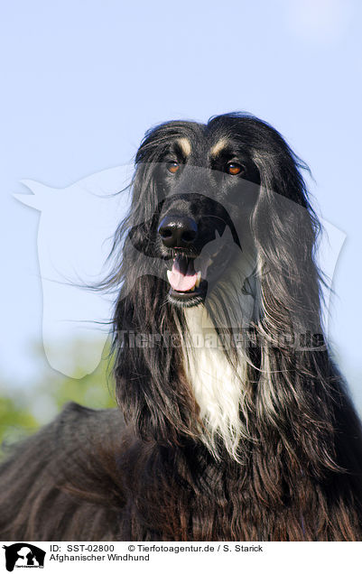 Afghanischer Windhund / SST-02800