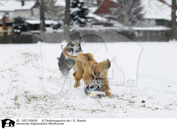 rennende Afghanische Windhunde / running sighthounds / SST-05656