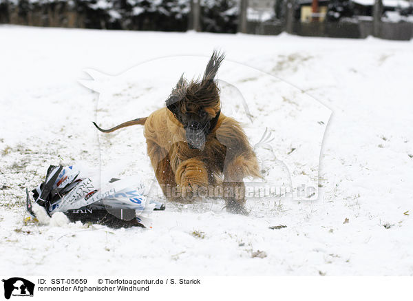 rennender Afghanischer Windhund / SST-05659